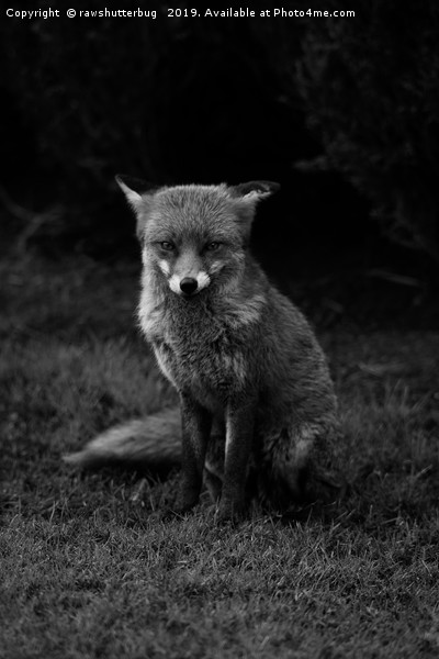 Sitting Fox Mono Picture Board by rawshutterbug 