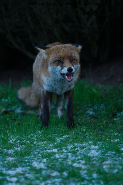 Red Fox Encounter Picture Board by rawshutterbug 
