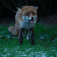 Buy canvas prints of Red Fox Encounter by rawshutterbug 