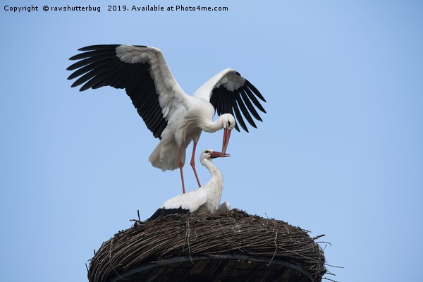 White Stork Nest  Picture Board by rawshutterbug 