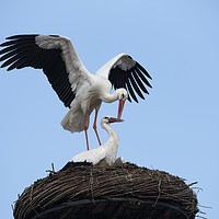 Buy canvas prints of White Stork Nest  by rawshutterbug 