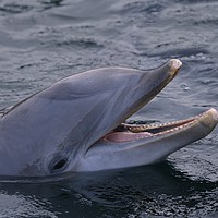 Buy canvas prints of Dolphins Smile by rawshutterbug 