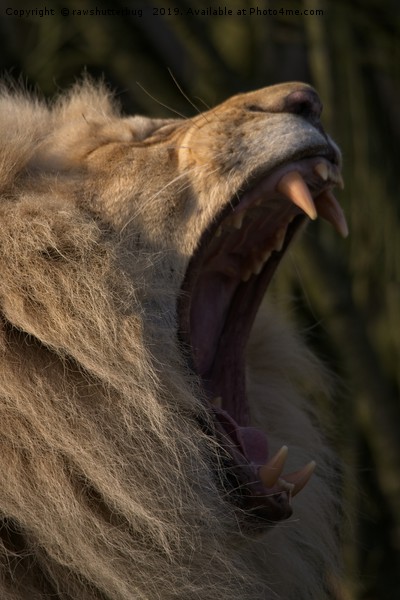 Lions Showing His Teeth Picture Board by rawshutterbug 