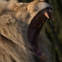 Buy canvas prints of Lions Showing His Teeth by rawshutterbug 