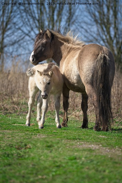 Konik Horse And Her Foal Picture Board by rawshutterbug 