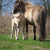 Buy canvas prints of Konik Horse And Her Foal by rawshutterbug 