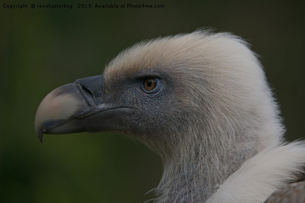 Close-Up Griffon Vulture Picture Board by rawshutterbug 