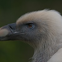 Buy canvas prints of Close-Up Griffon Vulture by rawshutterbug 