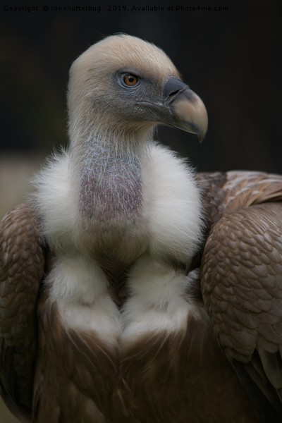 Griffon vulture Portrait Picture Board by rawshutterbug 