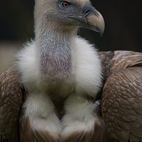 Buy canvas prints of Griffon vulture Portrait by rawshutterbug 