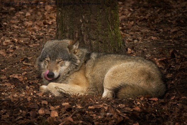 Sleepy Grey Wolf Picture Board by rawshutterbug 