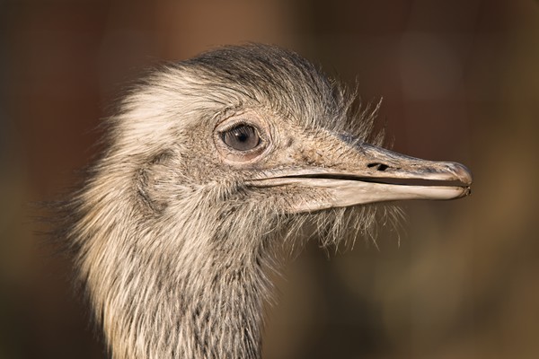 Ostrich Close-Up Picture Board by rawshutterbug 