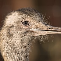 Buy canvas prints of Ostrich Close-Up by rawshutterbug 