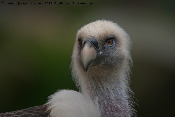 Face Of A Griffon Vulture Picture Board by rawshutterbug 