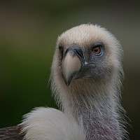 Buy canvas prints of Face Of A Griffon Vulture by rawshutterbug 