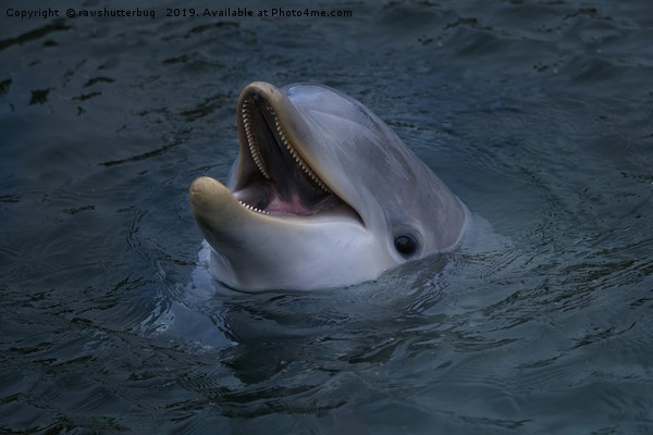  Happy Dolphin  Picture Board by rawshutterbug 