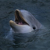 Buy canvas prints of  Happy Dolphin  by rawshutterbug 