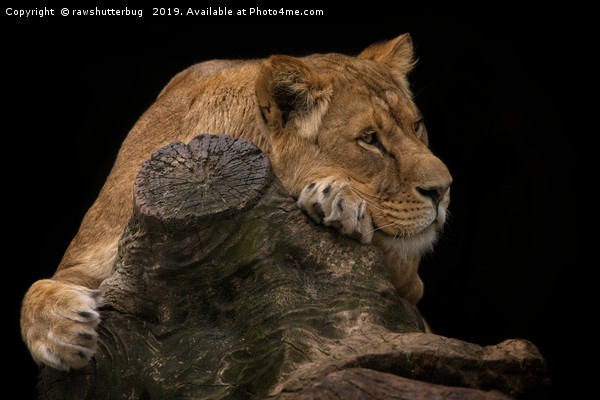 Serene Lioness Picture Board by rawshutterbug 