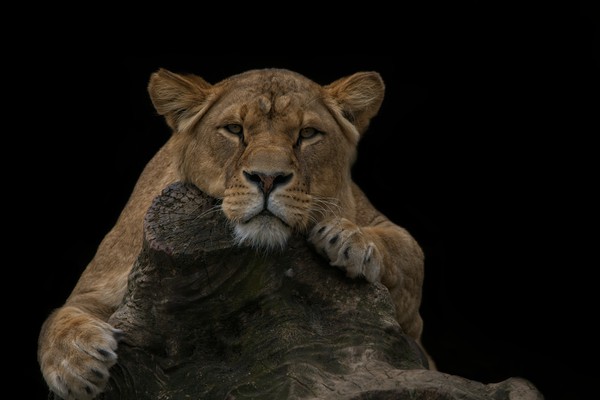 Lioness Looking At You Picture Board by rawshutterbug 