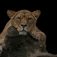 Buy canvas prints of Lioness Looking At You by rawshutterbug 