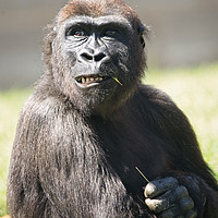 Buy canvas prints of Lope The Cheeky Gorilla  by rawshutterbug 