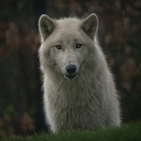 Buy canvas prints of Tundra Wolf  by rawshutterbug 