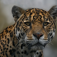 Buy canvas prints of Jaguar by rawshutterbug 