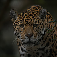 Buy canvas prints of The Jaguar by rawshutterbug 