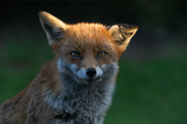 Wild Fox With A Floppy Ear Picture Board by rawshutterbug 