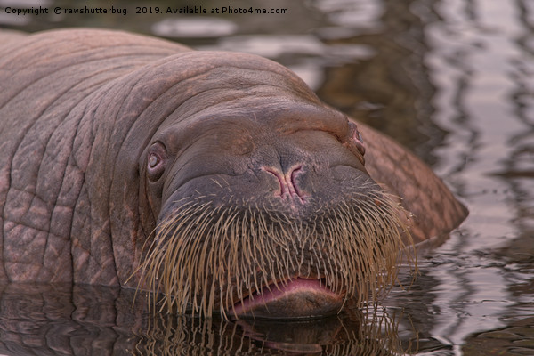 Walrus Close-Up Picture Board by rawshutterbug 