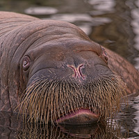 Buy canvas prints of Walrus Close-Up by rawshutterbug 