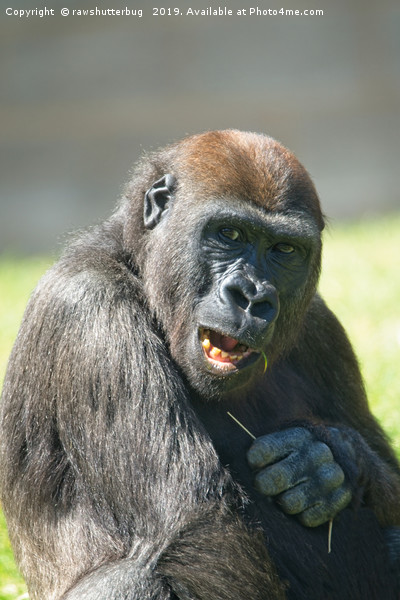 Happy Gorilla Lope Picture Board by rawshutterbug 