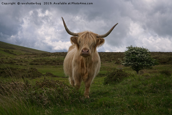 Highland Cow Roaming Free Picture Board by rawshutterbug 