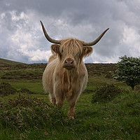 Buy canvas prints of Highland Cow Roaming Free by rawshutterbug 