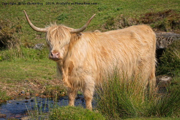 Highland Cow At A Stream Picture Board by rawshutterbug 
