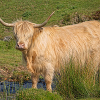 Buy canvas prints of Highland Cow At A Stream by rawshutterbug 