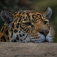 Buy canvas prints of Jaguar Peeking Over The Wall by rawshutterbug 