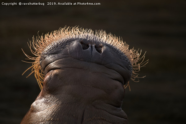 Walrus Whiskers Picture Board by rawshutterbug 