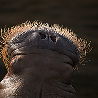 Buy canvas prints of Walrus Whiskers by rawshutterbug 