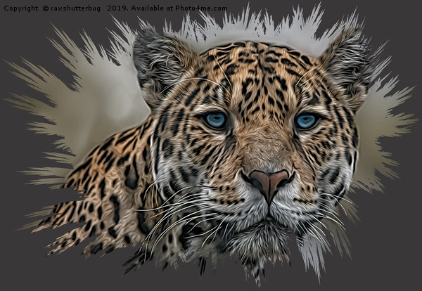Blue Eyed Jaguar Picture Board by rawshutterbug 