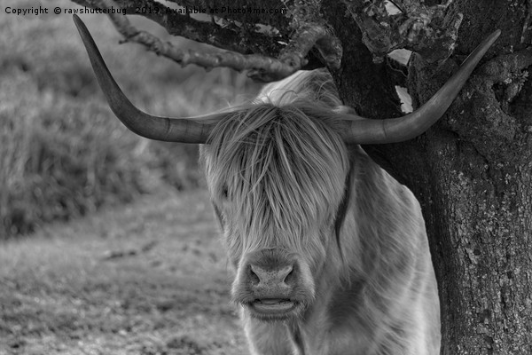 Highland Cow Mono  Picture Board by rawshutterbug 
