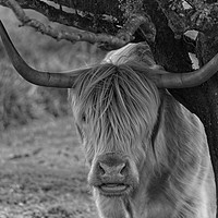 Buy canvas prints of Highland Cow Mono  by rawshutterbug 