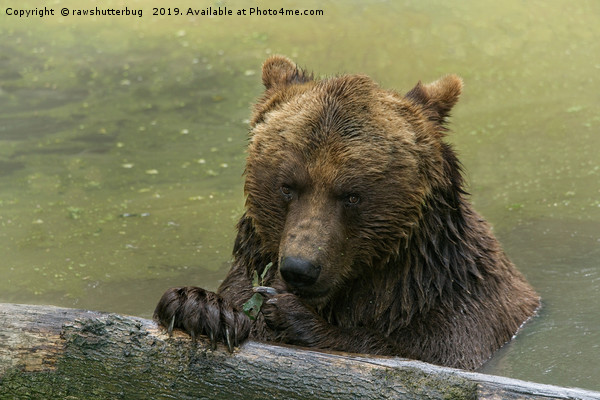 Grizzly Bear In The Lake Picture Board by rawshutterbug 