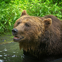 Buy canvas prints of Grizzly Bear Close-Up by rawshutterbug 