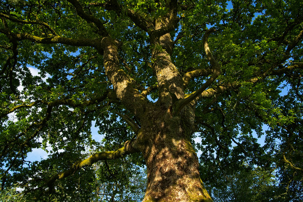 Oak Tree Picture Board by rawshutterbug 