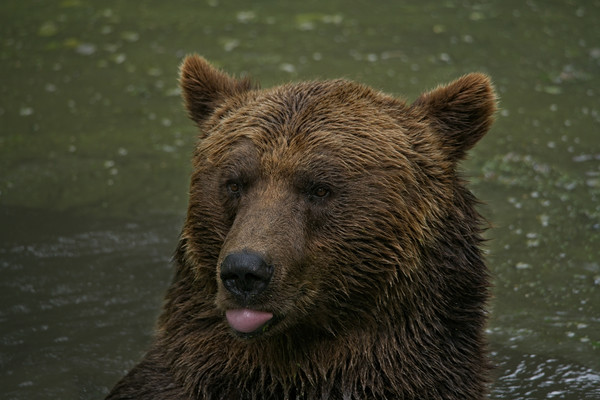 Grizzly Blows A Raspberry Picture Board by rawshutterbug 