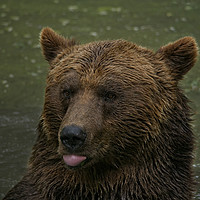 Buy canvas prints of Grizzly Blows A Raspberry by rawshutterbug 