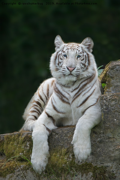White Tiger With Blue Eyes Picture Board by rawshutterbug 