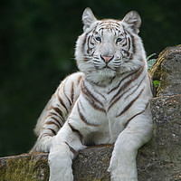 Buy canvas prints of White Tiger With Blue Eyes by rawshutterbug 