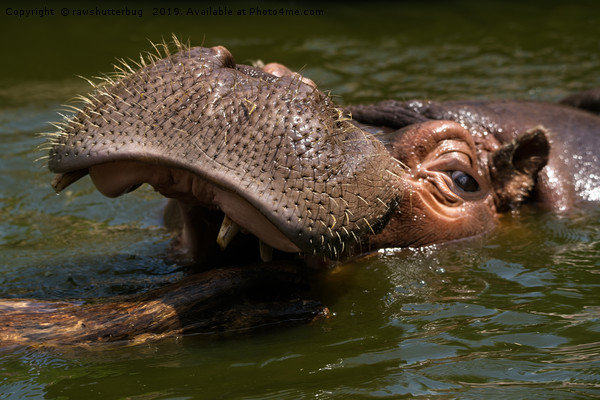 Hippo Playing With A Log Picture Board by rawshutterbug 